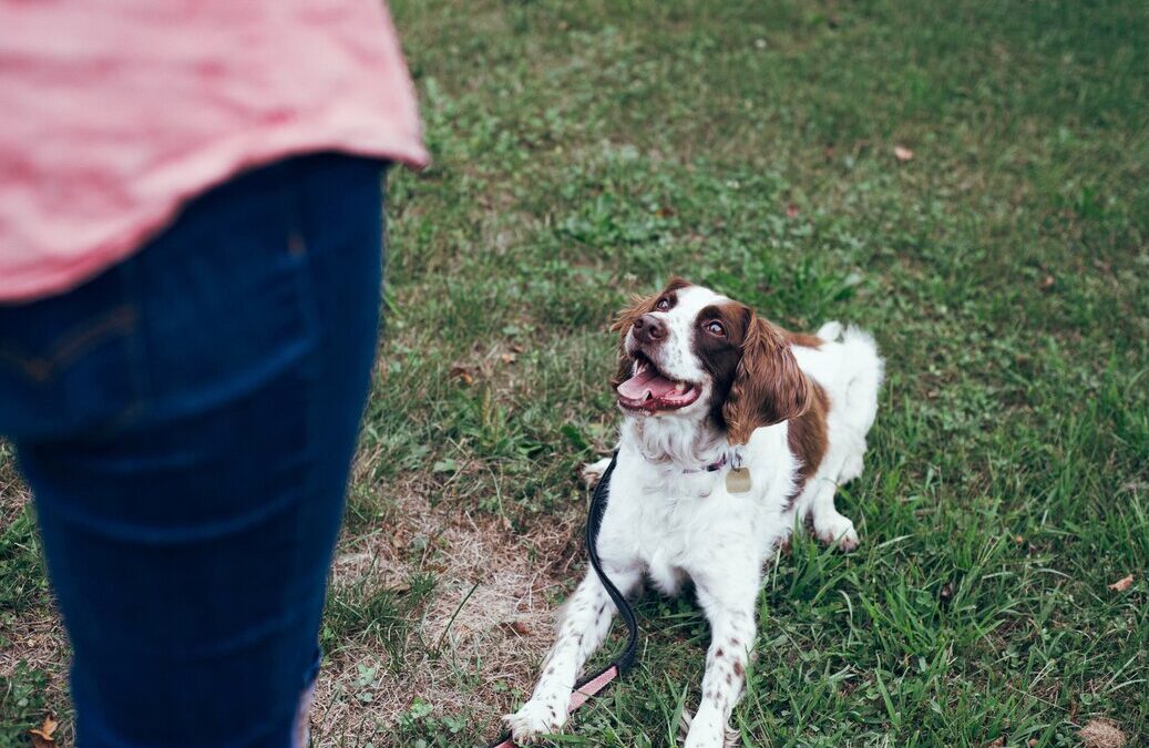 The Advantages of Taking Your Dog to Obedience Training