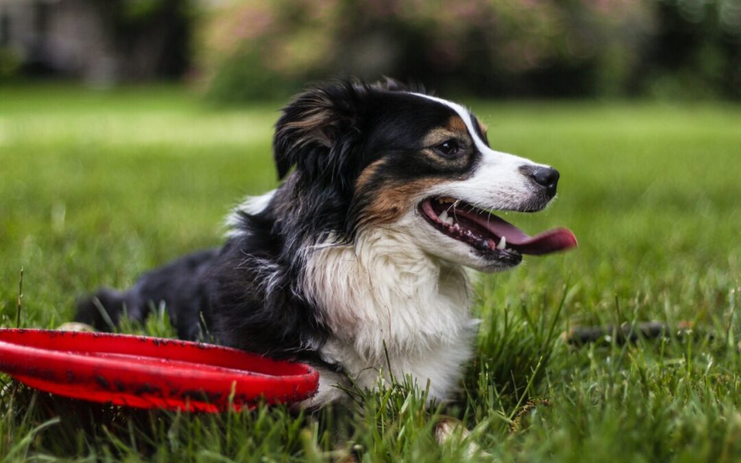 Safe Dog Management: Dog Aversion and Dog Phobias