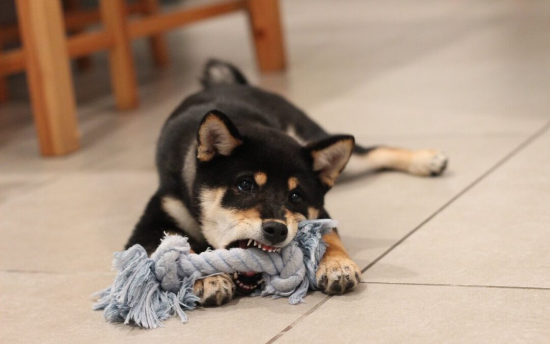 Tips to Help You Correct Your Dog’s Chewing Behavior