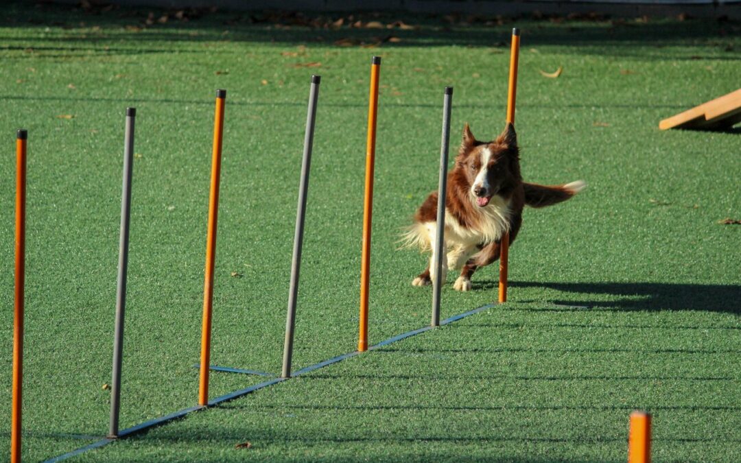 Four-Legged Lessons: Training Your Older Dog to Do New Tricks