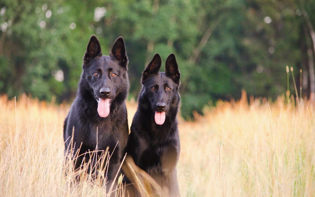 Littermate Syndrome: Training Two Dogs Simultaneously