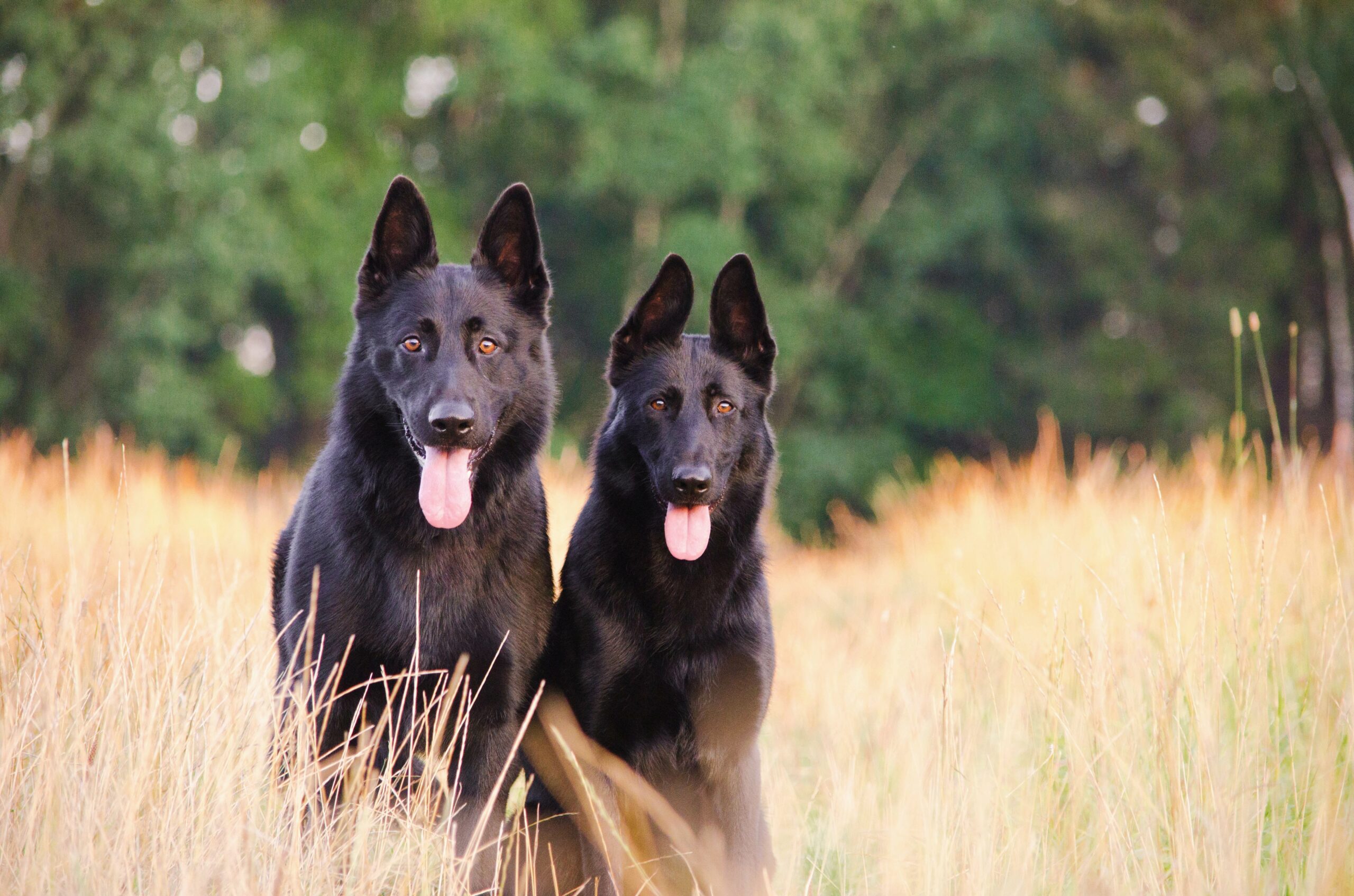 two puppies training together