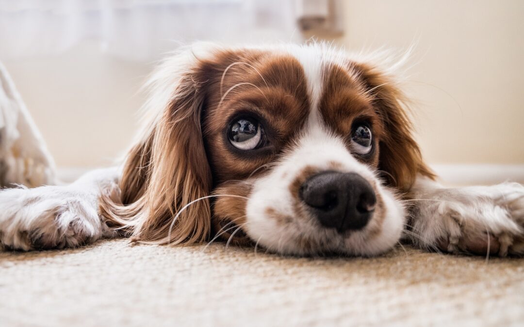 7 Surprising Factors That Can Influence Your Dog’s Behavior