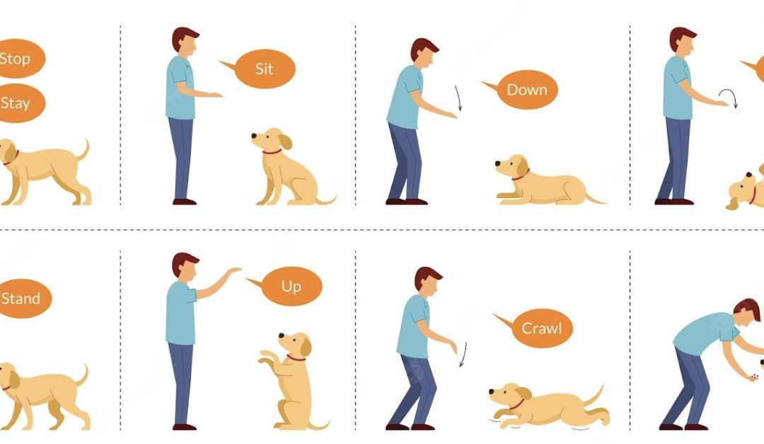 Training Your Dog To Come When Called – Tips and Tricks for Successful Training