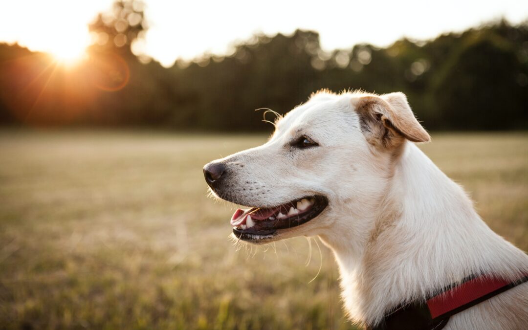 How to Help Your Dog Beat the Heat in California